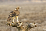 Image. Bonelli's Eagle