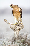 Image. Bonelli's Eagle