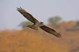Image. Bonelli's Eagle