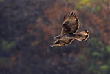 Image. Bonelli's Eagle