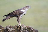 Image. Bonelli's Eagle