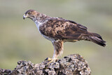 Image. Bonelli's Eagle