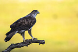 Image. Bonelli's Eagle