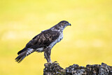 Image. Bonelli's Eagle