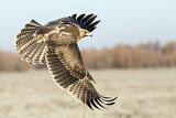 Image. Bonelli's Eagle