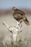 Image. Bonelli's Eagle