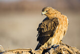 Image. Bonelli's Eagle