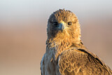 Image. Bonelli's Eagle