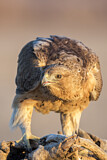 Image. Bonelli's Eagle