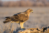 Image. Bonelli's Eagle
