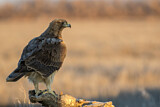 Image. Bonelli's Eagle