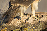 Image. Bonelli's Eagle