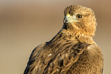 Image. Bonelli's Eagle