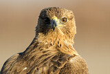 Image. Bonelli's Eagle