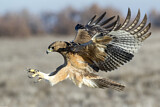 Image. Bonelli's Eagle