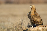 Image. Bonelli's Eagle