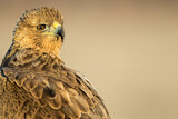 Image. Bonelli's Eagle