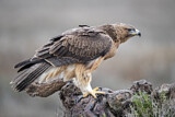 Image. Bonelli's Eagle