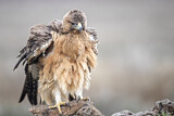 Image. Bonelli's Eagle