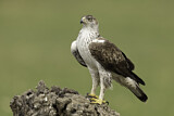 Image. Bonelli's Eagle