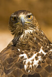 Image. Bonelli's Eagle
