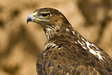 Image. Bonelli's Eagle