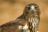 Image. Bonelli's Eagle