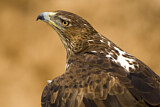 Image. Bonelli's Eagle