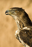 Image. Bonelli's Eagle