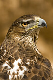 Image. Bonelli's Eagle