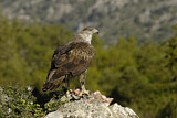 Image. Bonelli's Eagle