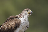 Image. Bonelli's Eagle