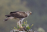 Image. Bonelli's Eagle