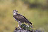 Image. Bonelli's Eagle