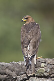 Image. Bonelli's Eagle