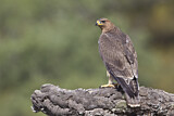 Image. Bonelli's Eagle