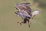 Image. Bonelli's Eagle