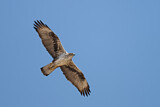 Image. Bonelli's Eagle