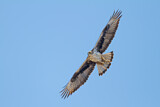 Image. Bonelli's Eagle