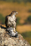 Image. Bonelli's Eagle