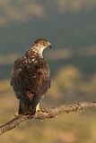 Image. Bonelli's Eagle