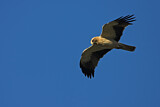 Image. Booted Eagle