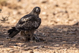 Image. Booted Eagle