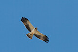 Image. Booted Eagle