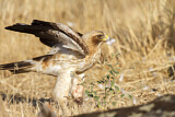Image. Booted Eagle