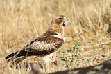 Image. Booted Eagle