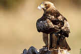 Image. Booted Eagle