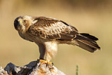 Image. Booted Eagle