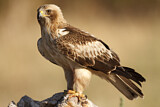 Image. Booted Eagle