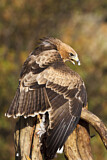 Image. Booted Eagle